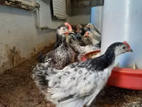 Chickens — foto 5
