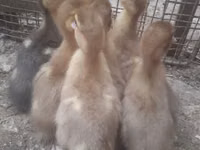 Ducks — zdjęcie 2