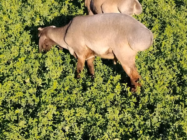 Carneiro, Ovelhas