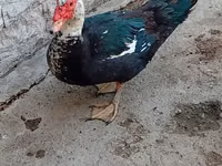 Ducks — الصورة 3