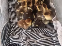 Ducks — Foto 5