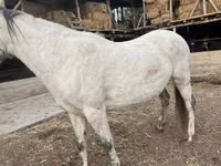 Jument, Tersk horse — photo 1