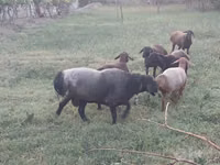 Koç, Edilbay sheep — foto 5