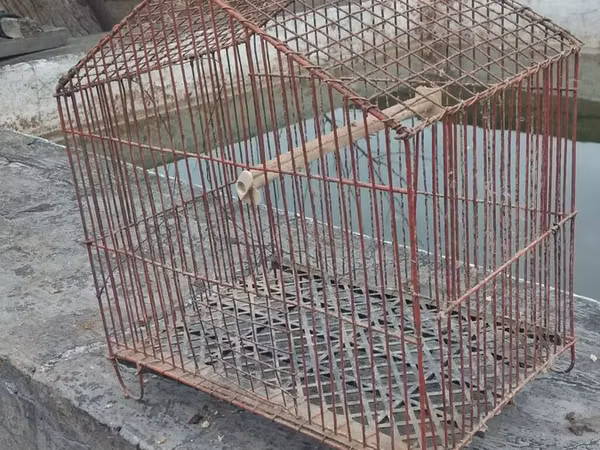 Məhsul: Metraldan quş qəfəsi - Material: möhkəm metal barmaqlıqlar