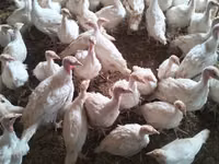 Turkeys — foto 3