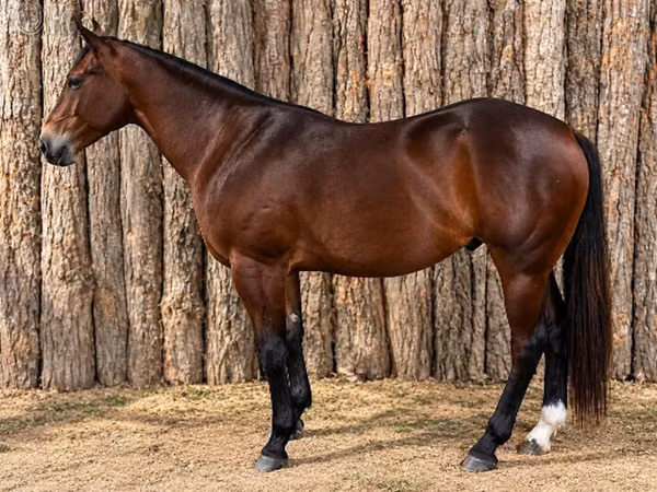 ცხენი, Quarter Horse