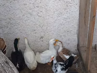 Ducks — foto 2
