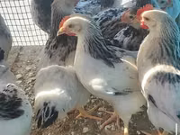 Adler Silver — 3-rasm