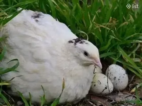 Quails — أرمينيا