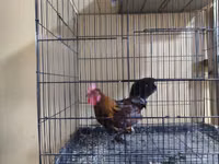 Japanisches Bantam — Foto 2