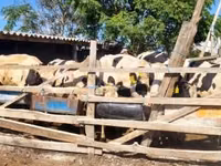 Buqa, Russian Black pied cattle — 2-rasm