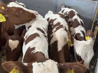 Skot (série, pohlaví neuvedeno), Simmental cattle — foto 1