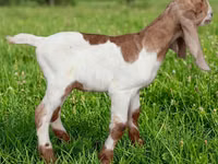Kozioł, Kamori goats — zdjęcie 3