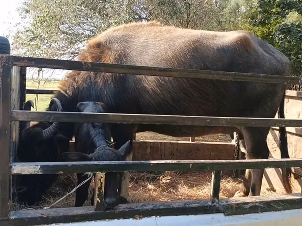 Vaca, Bovinos — Azerbaijão