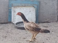 Chickens — foto 5