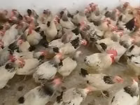Chickens — photo 4