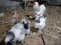Brahma — foto 1