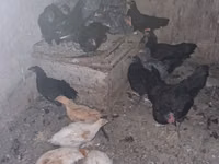 Chickens — ფოტო 5