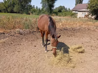 母马, Kyrgyz Horse — 照片 2