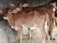 Sigir, Brahman — 1-rasm