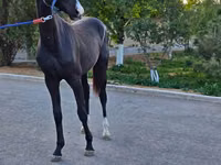 Cavalo, Akhal-Teke — foto 3