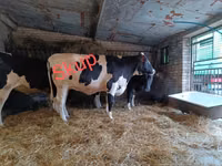 Сиыр, Russian Black pied cattle — 1-сурет