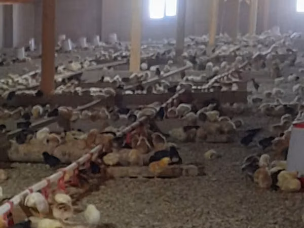Chickens