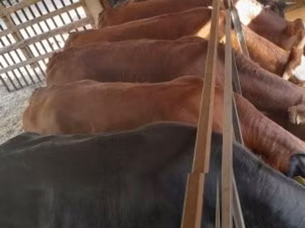 गाय, Simmental cattle