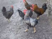 Chickens — الصورة 1