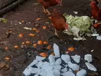 Chickens — foto 1