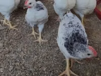 Australorp — Foto 7