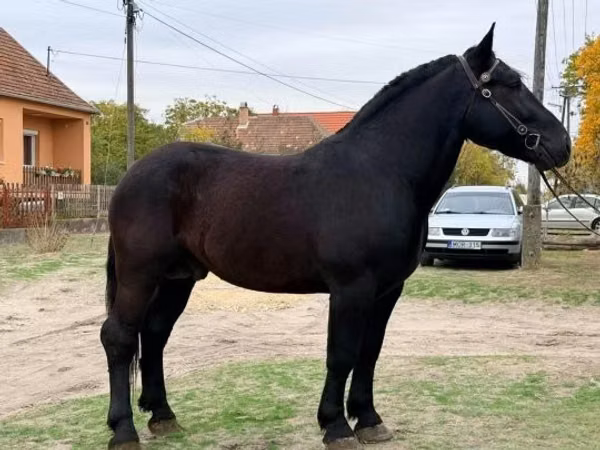 Horse (M), Lipizzaner