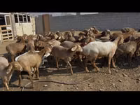 ცხვარი, ცხვრები — ფოტო 2