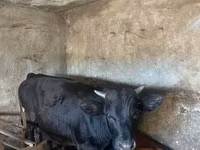 காளை, மாடுகள் — புகைப்படம் 4