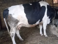 İnek, Russian Black pied cattle — foto 2