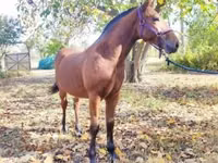 At, Nonius horse — foto 4