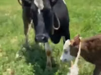 Krava, Russian Black pied cattle — foto 6
