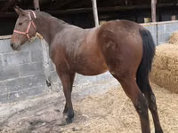 Kısrak, Thoroughbred horse — foto 1