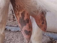 عنزة, Saanen goat — الصورة 5
