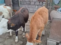 Touro, Simmental cattle — foto 5