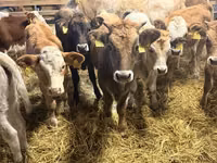 Krowa, Simmental cattle — zdjęcie 3