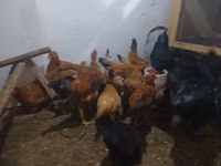 Chickens — 写真 5
