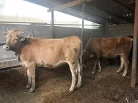 Cow, Brown Latvian — photo 3
