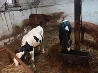 牛只（批次，未指定性别）, Simmental cattle — 照片 6