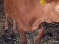 Vache, Vache limousine — photo 1