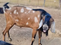 Keçi, Nubian Goat — foto 3