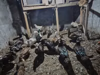 Ducks — foto 2