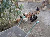 Chickens — zdjęcie 1