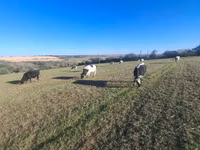 Vache, Simmental cattle — photo 1