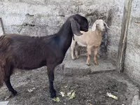 Chèvre, Damask goat — photo 2